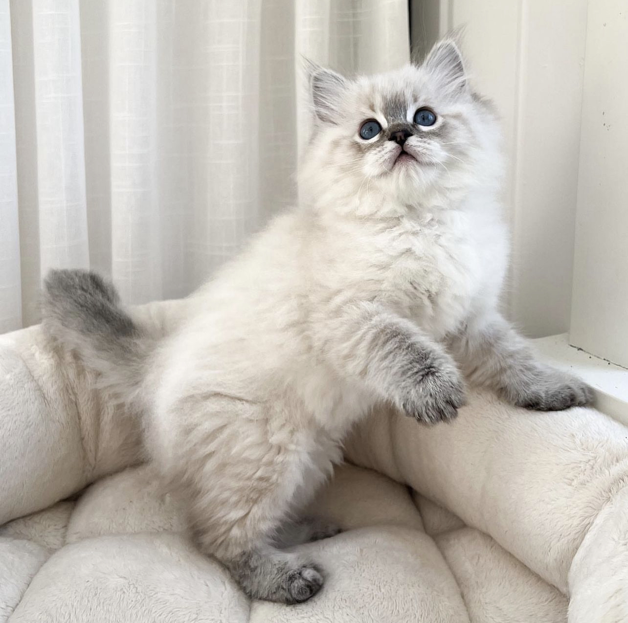 ragdoll kittens for sale