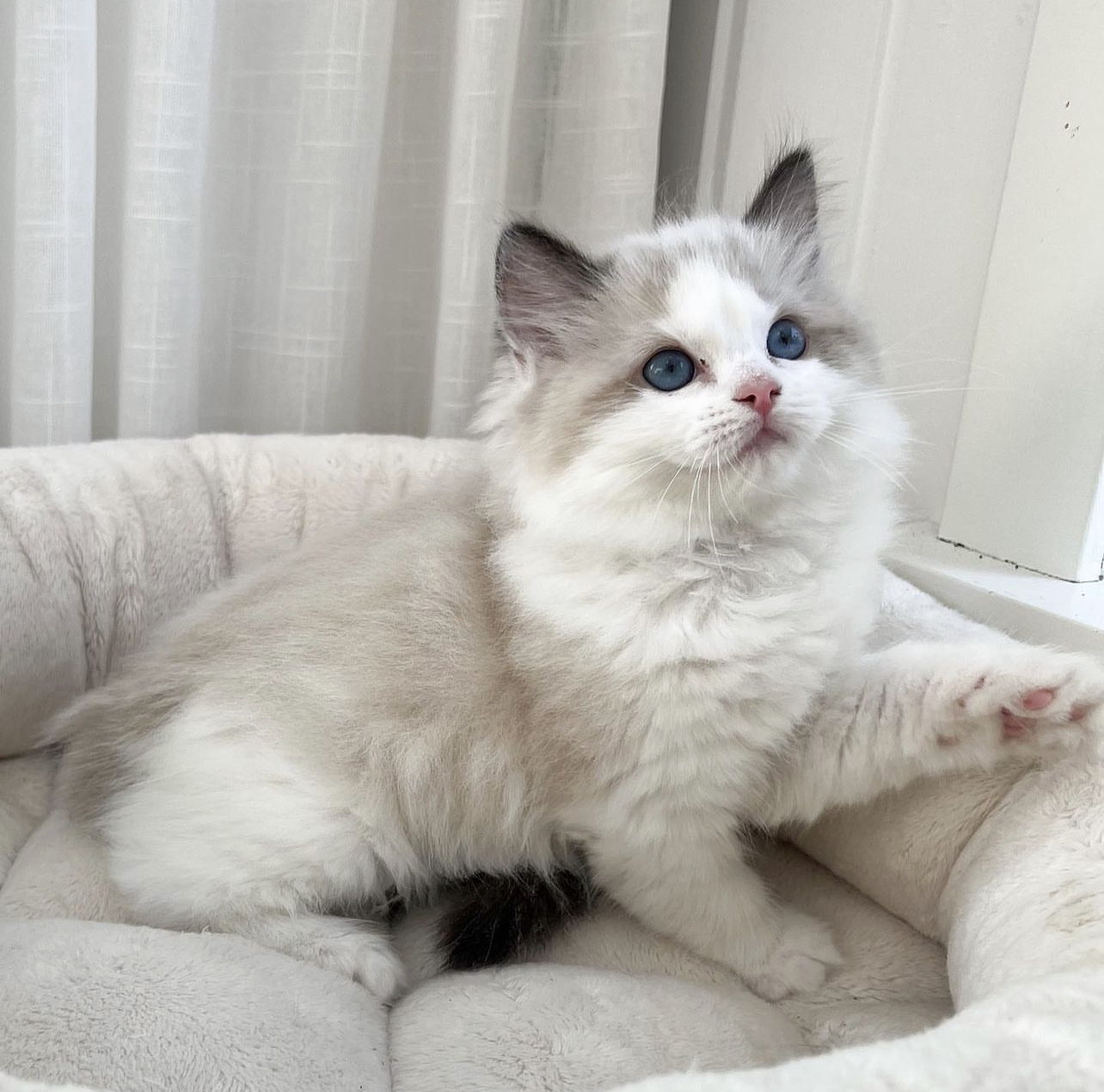 ragdoll kittens for sale near me