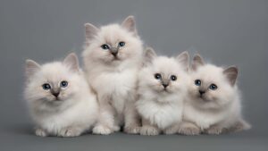 Ragdoll kittens for sale