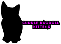 cuddleragsragdoll.com